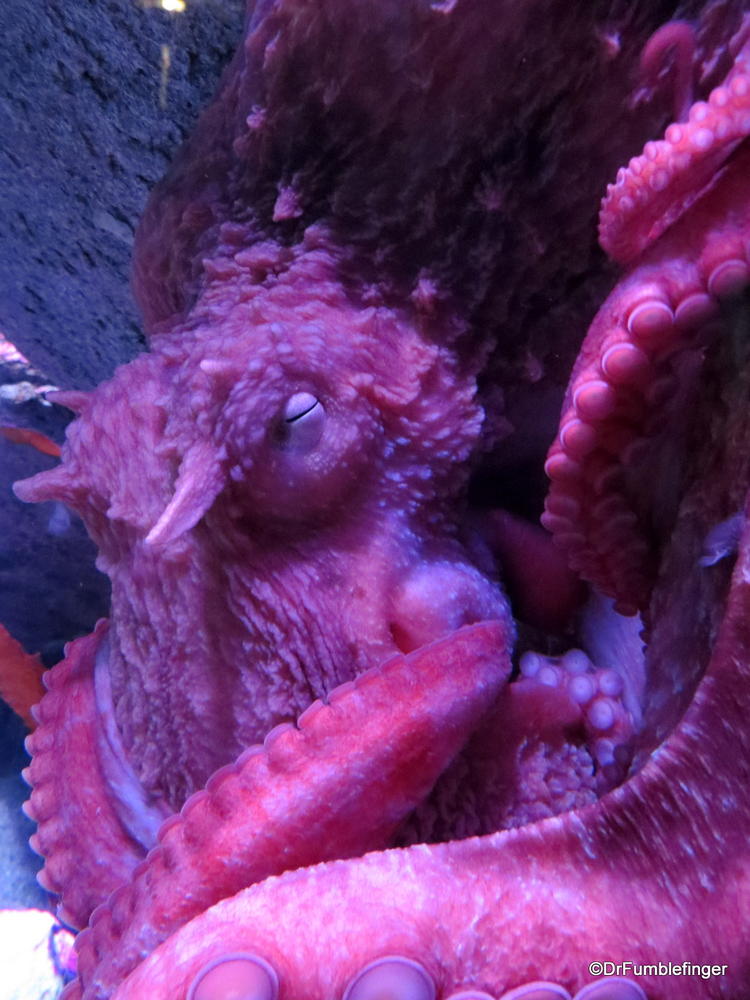 Giant Pacific Octopus, Monterey Bay Aquarium