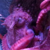 Giant Pacific Octopus, Monterey Bay Aquarium