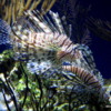 Lionfish, , Monterey Bay Aquarium