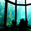 Kelp Forest, Monterey Bay Aquarium