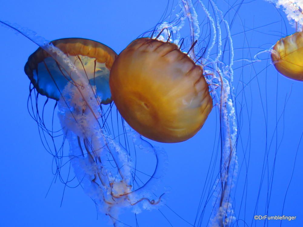 Sea Nettles.  Jellyfish exhibit, Monterey Bay Aquarium