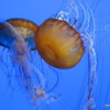 Sea Nettles.  Jellyfish exhibit, Monterey Bay Aquarium