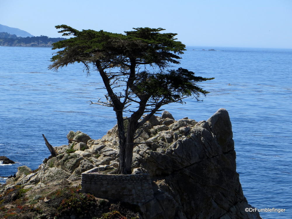 Lone Cypress, 17 Mile Drive, Monterey Peninsula, California