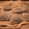 Fossilized nest of duckbill dinosaur eggs, Devil's Coulee Dinosaur Heritage Museum, Warner, Alberta