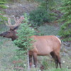 Bull Elk, Banff townsite, Banff National Park, Alberta