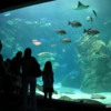 Ray Bay, Ripley's Aquarium of Canada, Toronto