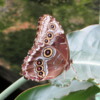 Butterfly conservatory, Niagara Falls
