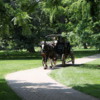 Horse carriage, Butterfly conservatory, Niagara Falls