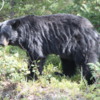 Black Bear, Banff National Park