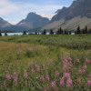 Fireweed, with Crowfoot Mountain and its glacier in the background.  Banff National Park