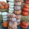 Fall Harvest Display, Spokane, Washington