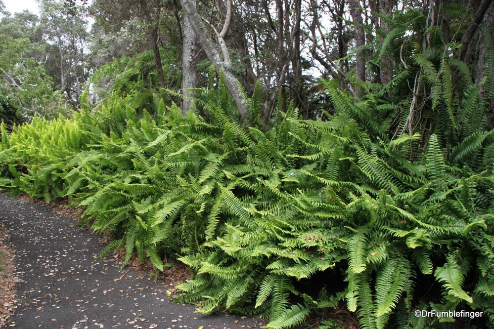 Ferns, Volcanoes National Park, Big Island of Hawaii