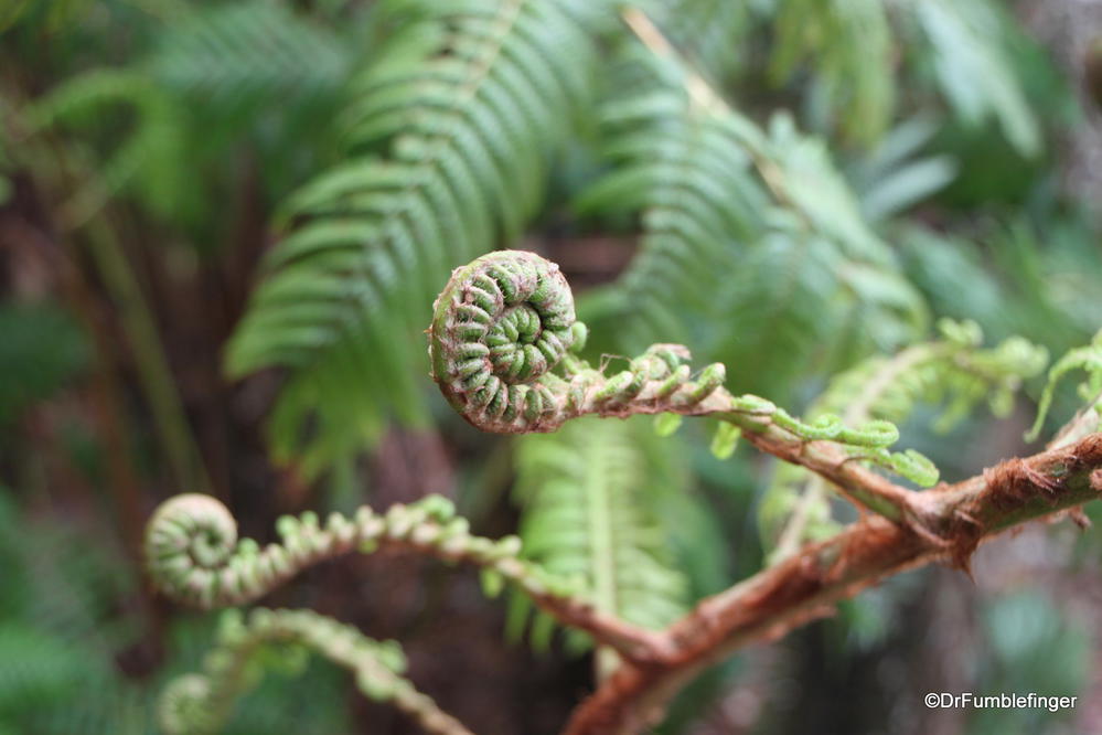 "Fiddlesticks" -- young fronds from a giant fern, Volcanoes National Park, Big Island of Hawaii