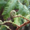 "Fiddlesticks" -- young fronds from a giant fern, Volcanoes National Park, Big Island of Hawaii