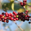 Coffee "cherries" growing just south of Kona.  The microclimate of Kona is perfect for growing some of the world's best coffee