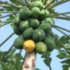 Papaya -- one of my favorite fruits.  Big Island of Hawaii