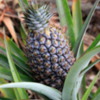 Pineapple, Hilo, Big Island of Hawaii