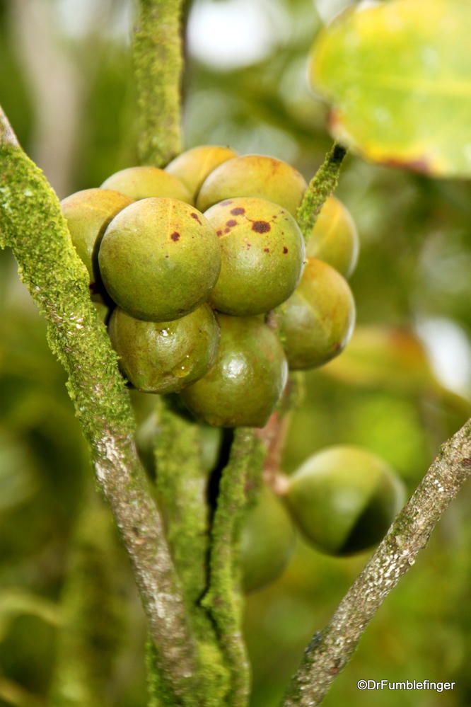 Macadamia nuts on the tree, near Hilo, Big Island of Hawaii