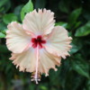 Hibiscus, Kauai, Hawaii