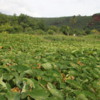 Taro fields, Waimea, Kauai.  This attractive plant is used to make the hideous tasting "poi".