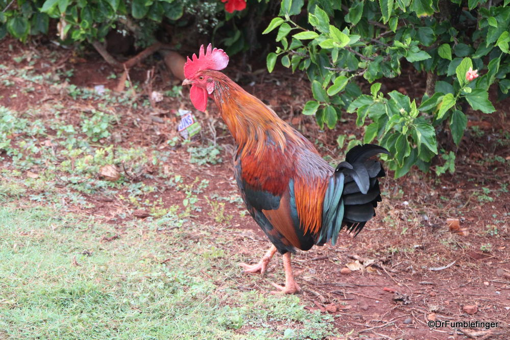I think there are more chickens on Kauai than anywhere else on earth