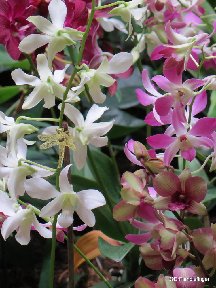 Domesticated orchids, Kauai