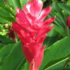 Red Ginger, Kauai