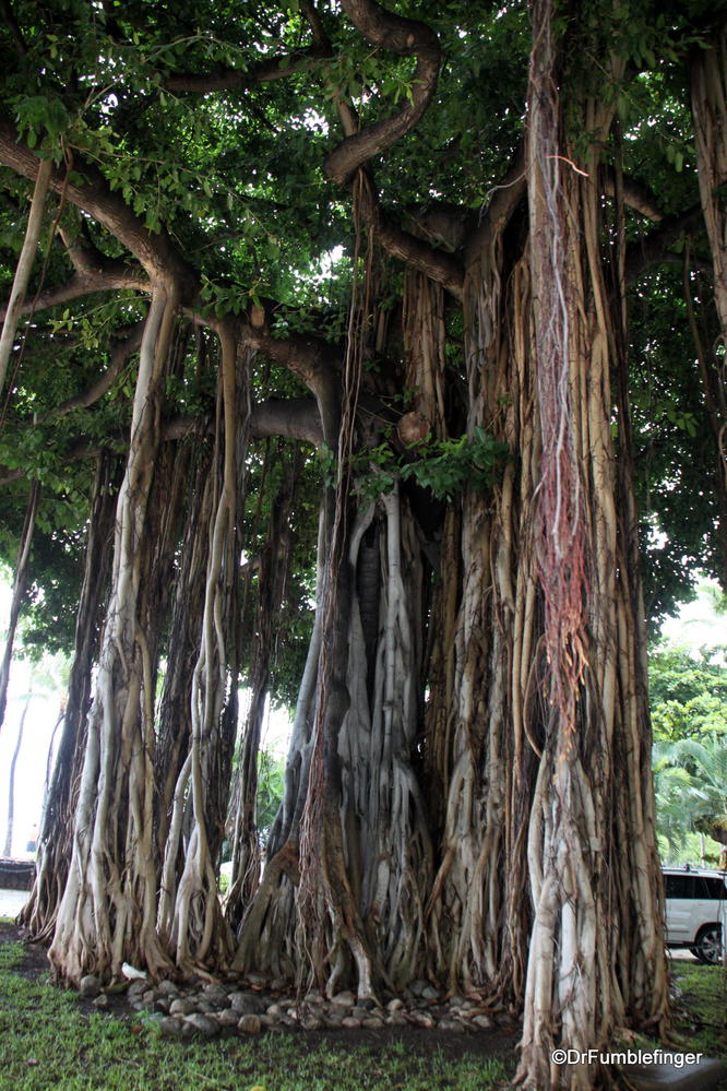 One of many massive banyan trees in Honolulu.  Note the new trunks descending to support the limbs