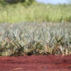 Pineapple field, Dole Plantation
