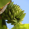 Bananas, Dole Plantation
