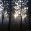 Fog in a pine forest 2