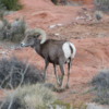 Desert Bighorn Sheep, Valley of the Fire State Park, Nevada