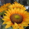 Beautiful sunflowers for sale in the winter!  Fiumicino