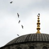Birds at the Blue Mosque