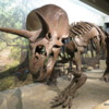 Triceratops exhibit, Museum of Science, Boston