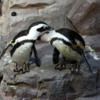 Penguins grooming each other