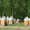 Beehives in the Swan Valley, Manitoba.  The upside down pail contains last year's honey to sustain the bees until more flowers are blooming