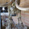 Never know when you'll run into a Mammoth.  This one at the Cheyenne, Wyoming Visitor Center