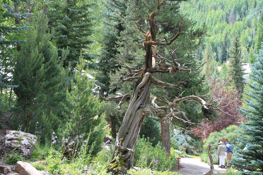 Gnarly old tree, Betty Ford Alpine Gardens, Vail, Colorado