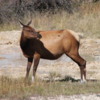 Elk, West Thumb geothermal region, Yellowstone National Park