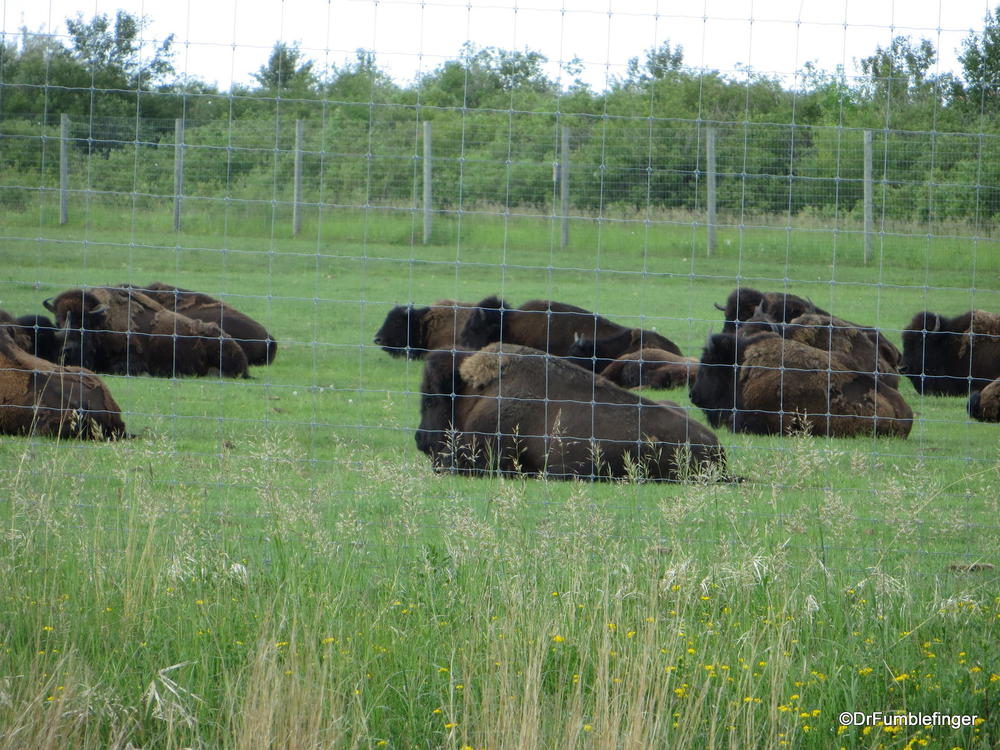 Bison herd, Fort Whyte Center, Winnipeg