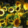 Sunflowers, Boulder Farmer's Market, Colorado