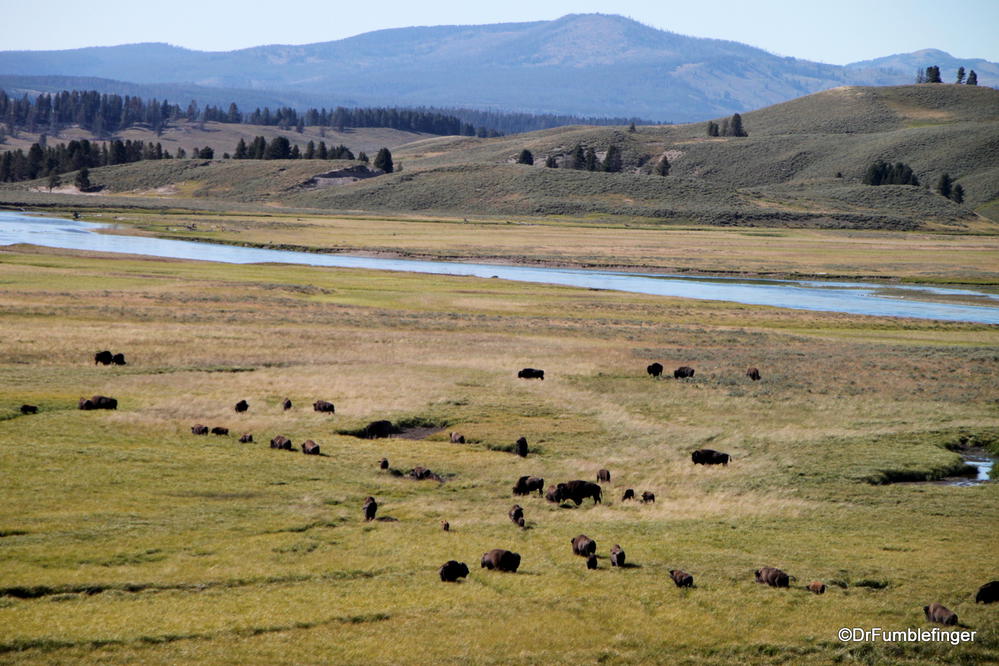 Bison herd in the Hayden Valley, Yellowstone NP