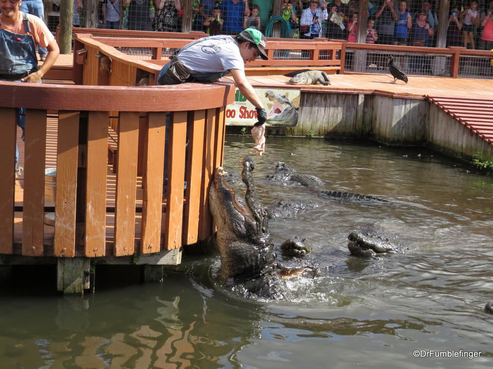 Feeding time at Gatorland, Orlando.  It's quite impressive to see the gators jump for food