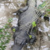 Alligator, Gatorland in Orlando