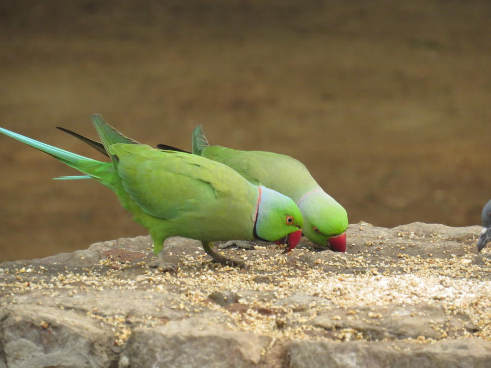 Parakeet, Old Delhi