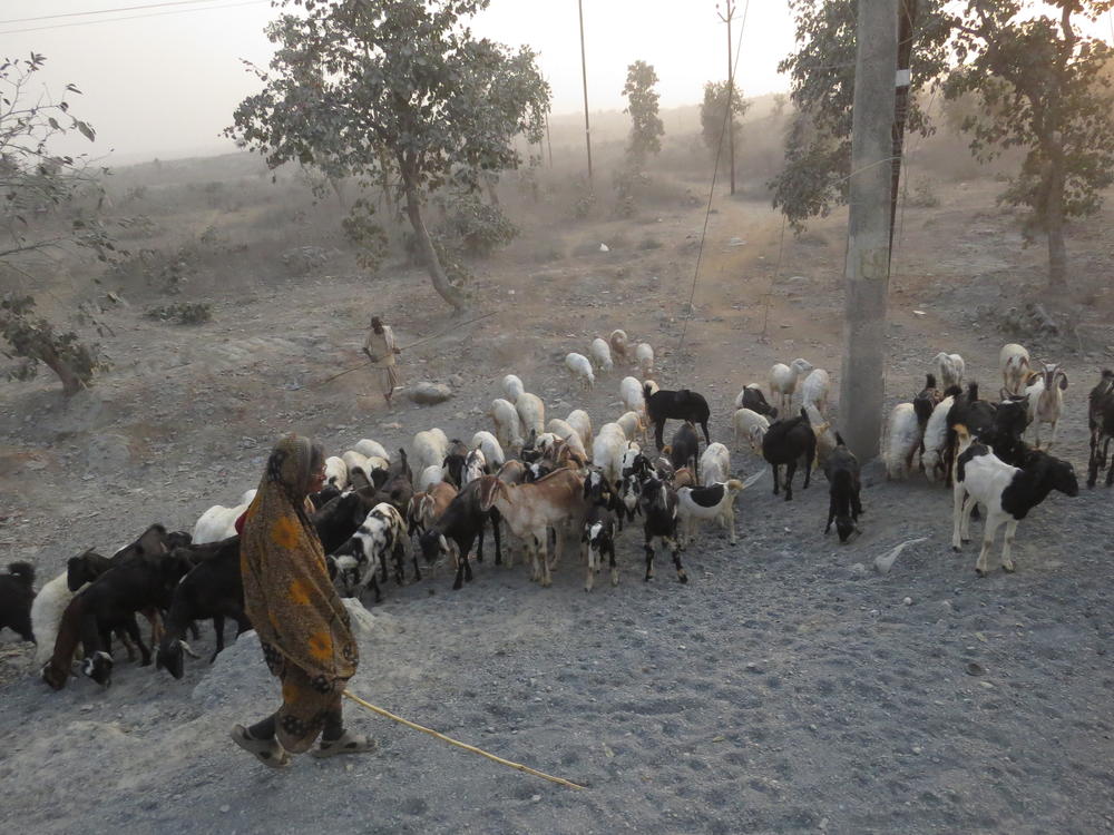 Shepherd and his flocks of goats and sheep, Rajasthan
