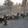 Shepherd and his flocks of goats and sheep, Rajasthan