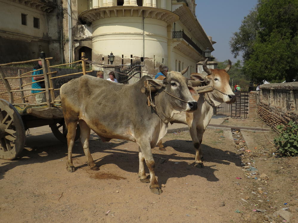 Our trip to India included a ride in a traditional ox cart.  The most uncomfortable ride in my life.