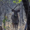 Sambar deer buck, Panna National Park